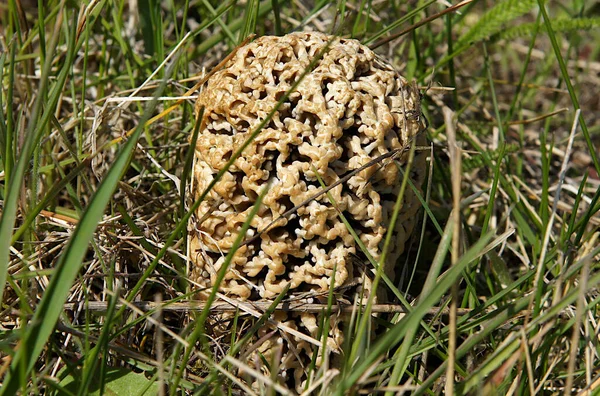 Morel Των Στεπών Morchella Steppicola Αρχικά Περιγράφεται Από Στεπικά Λιβάδια — Φωτογραφία Αρχείου