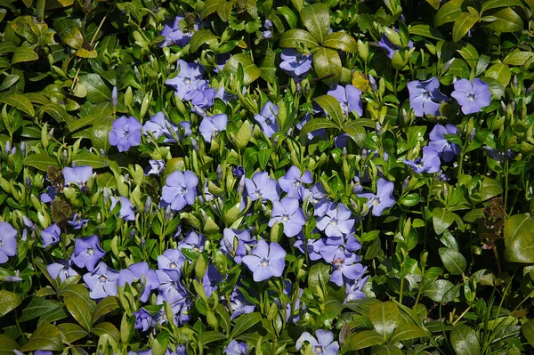 Pervenche Vinca Fleurs Bleues Dans Jour Printemps Comme Fond Naturel — Photo