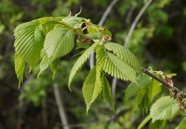 İlkbaharda karaağaç (Ulmus minor) taze yaprakları