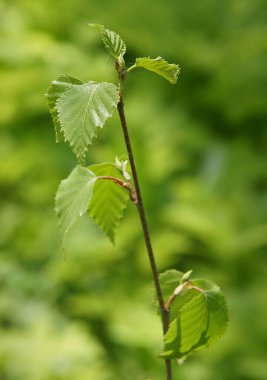 Baharda huş ağacının taze yaprakları (Betula) 