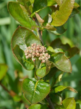 Bahar bahçesinde siyah boğaz (Aronia melanocarpa) çiçek tomurcukları