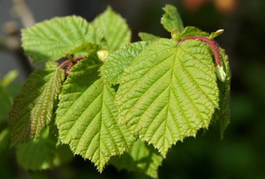 İlkbaharda ortak fındık ağacının taze yaprakları (Corylus avellana) 