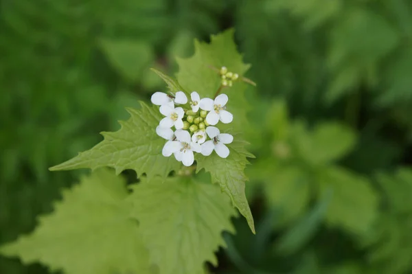 ニンニクマスタードの花と葉 Alliaria Petiolata — ストック写真