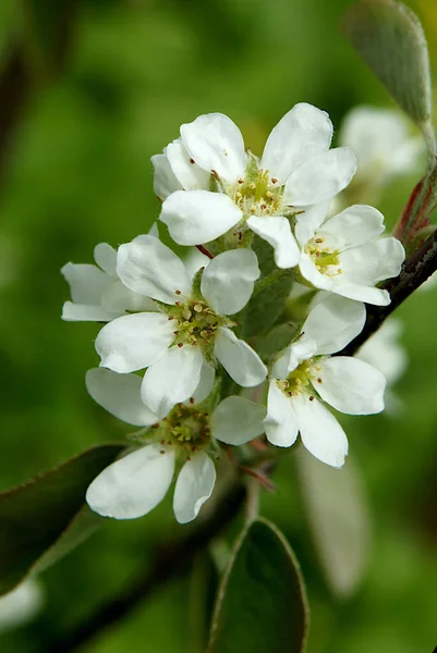 Inflorescências Shadbush Sarvisberry Amelanchier Jardim Primavera — Fotografia de Stock