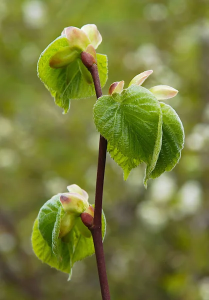 Hojas Frescas Jóvenes Del Tilo Tilia Primavera — Foto de Stock