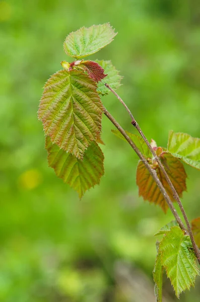 Nuoret Tuoreet Pähkinänkuoren Corylus Avellana Lehdet Keväällä — kuvapankkivalokuva