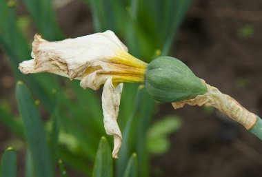 Çiçek açtıktan sonra yumurtlayan nergis (Narcissus) yumurtalığı 