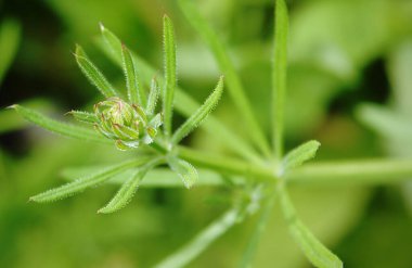 Baharda otostopçuların (Galium aparine) çiçek tomurcukları 
