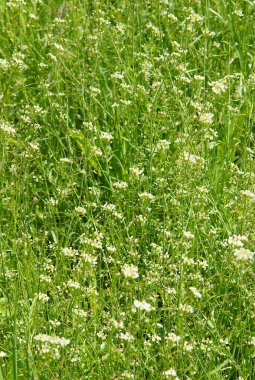 Doğal arka plan olarak yoğun ot çalılıkları Capsella bursa-pastoris