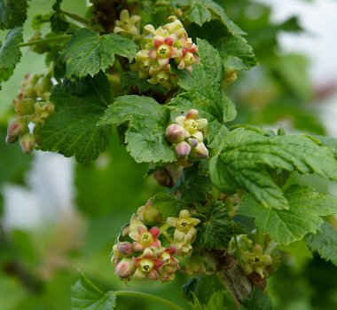 Bahar bahçesinde kuşüzümü (Ribes nigrum) çiçekleri