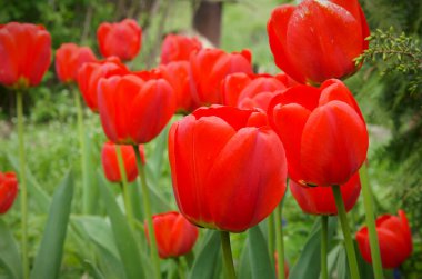 Parkta parlak kırmızı laleler çiçek açar.