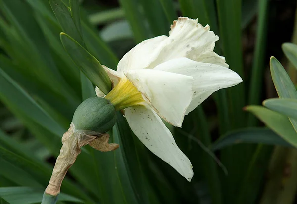 Ovário Narciso Narciso Com Óvulos Formados Após Floração — Fotografia de Stock