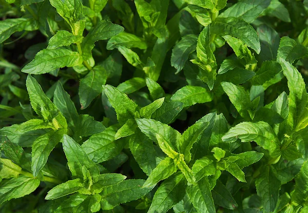 Fresh Green Mint Leaves Natural Background — Stock Photo, Image