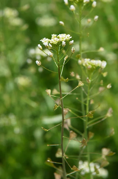 Кошелек Пастуха Сорняков Capsella Bursa Pastoris Треугольными Плоскими Фруктами — стоковое фото