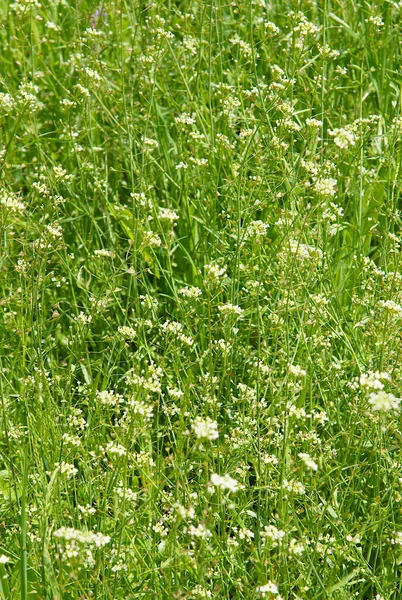 Doğal arka plan olarak yoğun ot çalılıkları Capsella bursa-pastoris