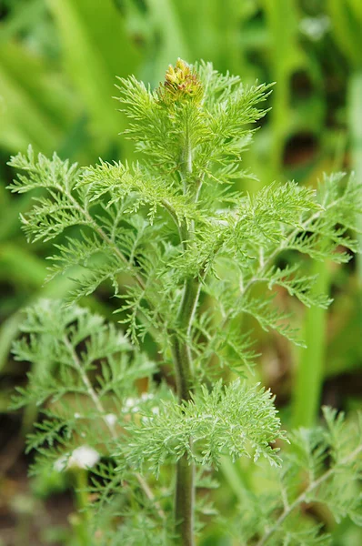 Weed Tansy Mustard Flixweed Descurainia Sophia Spring Meadow — Stock Photo, Image
