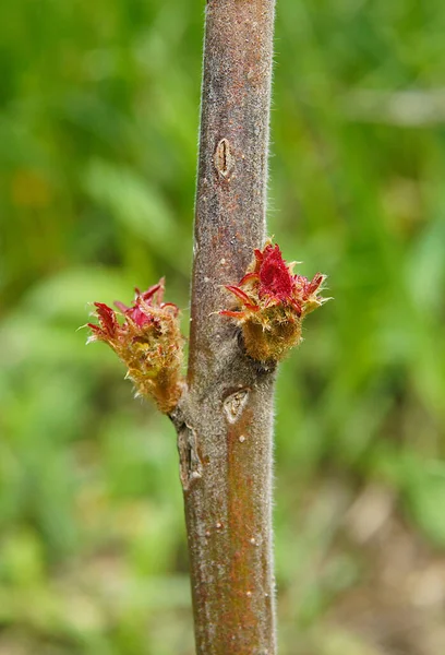 Buds Sumac Staghorn Rhus Typhina Mola — Fotografia de Stock