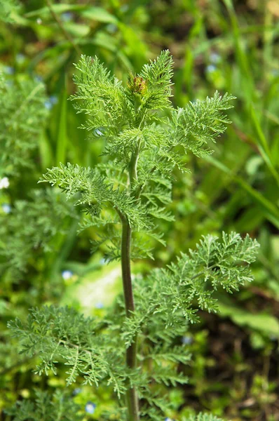 Mostaza Tansy Hierba Flixweed Descurainia Sophia Pradera Primavera — Foto de Stock