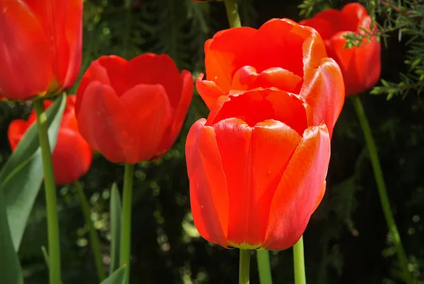 Bright Red Tulips Bloom Park — Stock Photo, Image