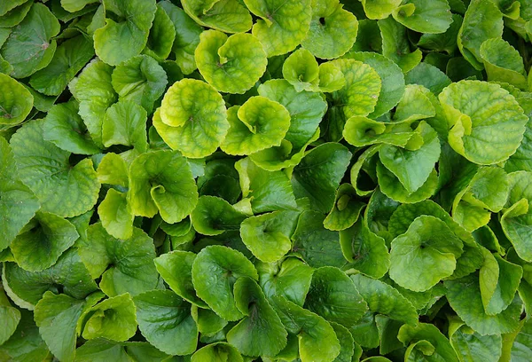 Dichte Hellgrüne Blätter Der Viola Als Natürlicher Hintergrund — Stockfoto