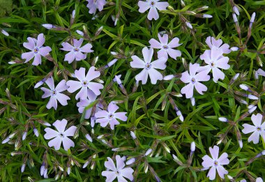 Doğal bir arkaplan olarak sürünen phlox (Phlox subulata) çiçekleri ve yaprakları 
