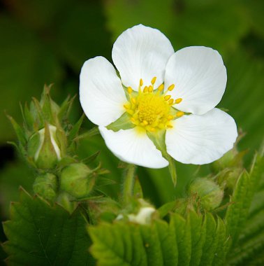 Bahar bahçesinde çilek tomurcukları ve çiçekler 