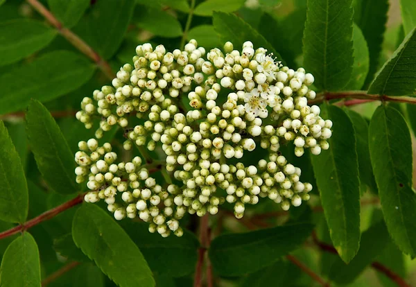 Роуэн Sorbus Aucuparia Цветочные Почки Весеннем Саду — стоковое фото