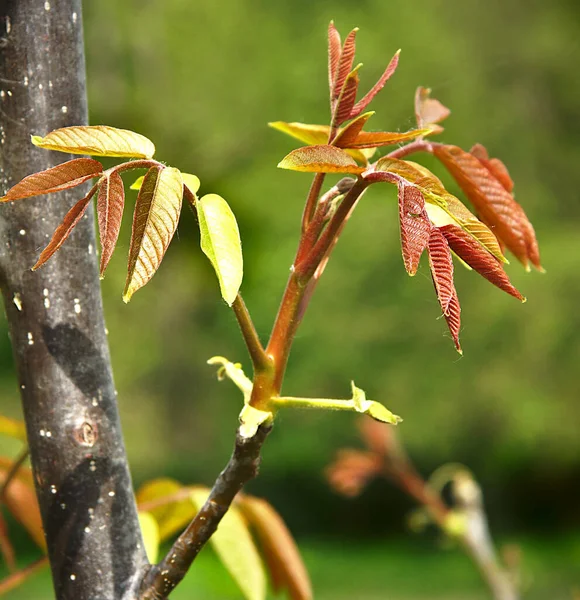 Bahar Bahçesinde Genç Filizler Ceviz Yaprakları — Stok fotoğraf