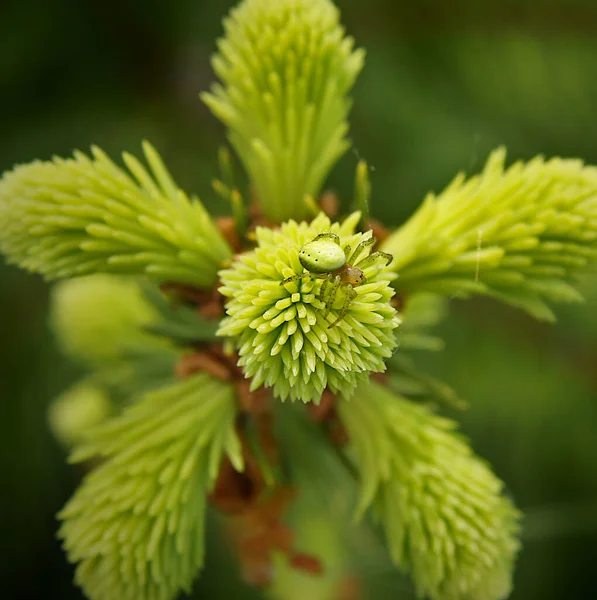 Ragno Verde Araniella Cucurbitina Sui Giovani Aghi Abete Rosso Europeo — Foto Stock