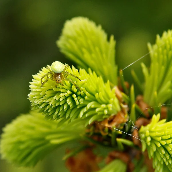 Zelený Pavouk Araniella Cucurbitina Mladých Jehličích Smrku Evropského — Stock fotografie