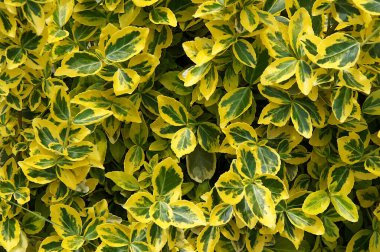 Euonymus 'un güzel dekoratif yaprakları doğal bir arka plan olarak görülür. 