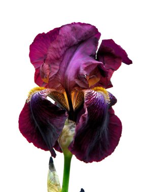 Bahar bahçesinde güzel bir iris çiçeği 