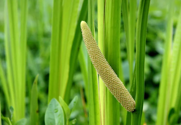Inconspicuous Flowers Sweet Flag Acorus Calamus Arranged Lateral Spadix Thickened — Stock Photo, Image
