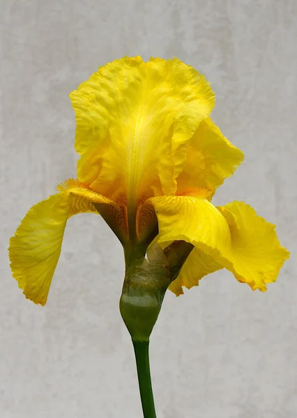 Hermosa Flor Iris Varietal Jardín Primavera — Foto de Stock