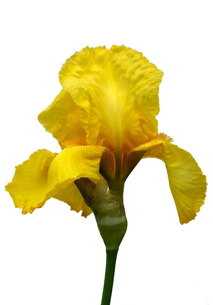 Schöne Sortenreine Irisblume Isoliert Auf Weißem Hintergrund — Stockfoto