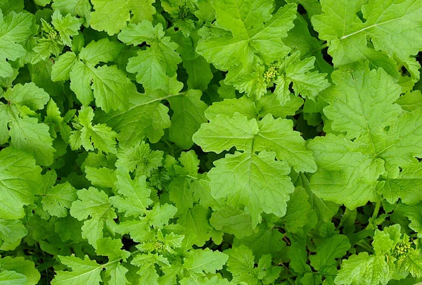 Feuilles Fraîches Boutons Floraux Moutarde Comme Fond Naturel — Photo