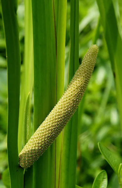 Las Flores Discretas Bandera Dulce Acorus Calamus Están Dispuestas Espádice Imágenes de stock libres de derechos