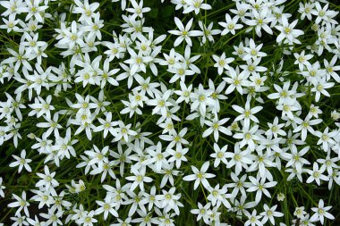 Zambakların güzel beyaz çiçekleri (Ornithogalum umbellatum) doğal bir arka plan olarak