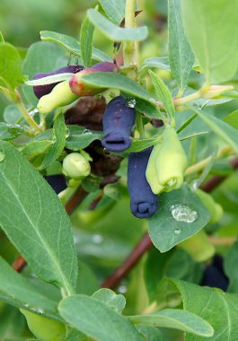 Olgunlaşmamış mavi böğürtlen (Lonicera edulis)