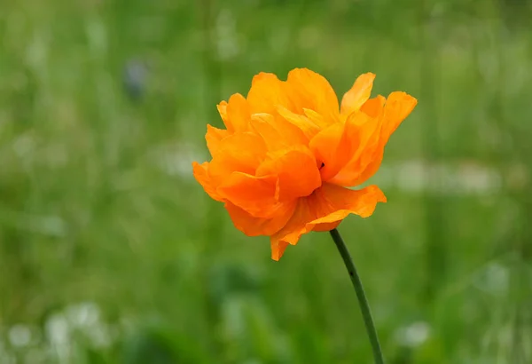 初夏のオレンジ色の装飾ケシの壮大な花 — ストック写真