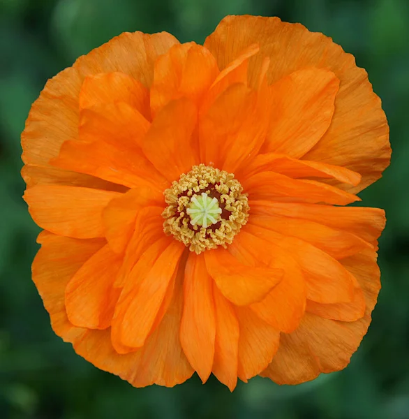 Magnífica Flor Amapola Decorativa Naranja Principios Verano — Foto de Stock