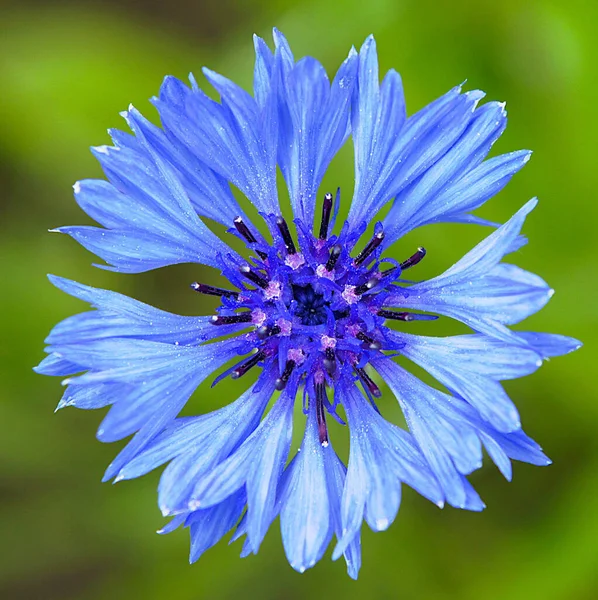 Vacker Blå Blåklint Blomma Vårträdgården — Stockfoto