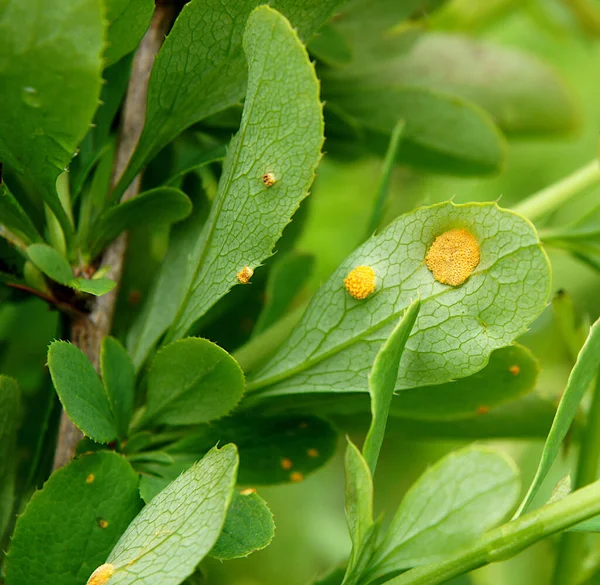 잎에는 푸치니 아그라 미니스라는 곰팡이 영향을 미친다 — 스톡 사진