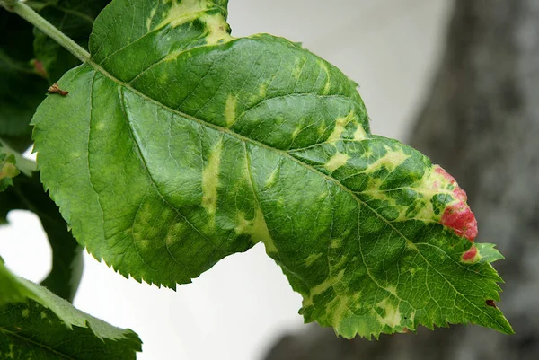 Apple Clorotic Leaf Spot Virus Virus Patogeno Vegetale — Foto Stock