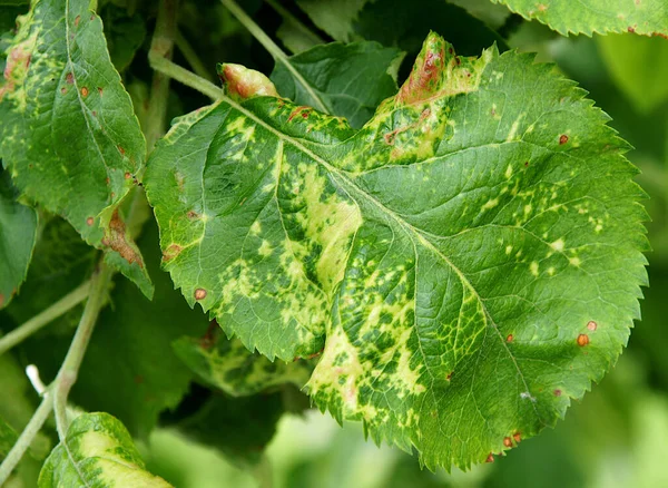 Apple Clorotic Leaf Spot Virus Virus Patogeno Vegetale — Foto Stock