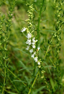 Yazın beyaz çiçekli Hyssop (Hyssopus). Yerel odaklanma ve alanın sığ derinliğine sahip resim