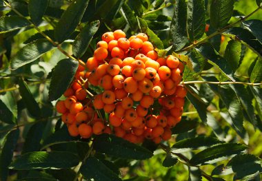Yaz ortasında Avrupa Rowan 'ın olgunlaşmamış meyveleri (Sorbus aucuparia). Yerel odaklanma ve alanın sığ derinliğine sahip resim