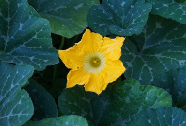 Yazın başlarında organik çiftlikte balkabağı çiçeği 