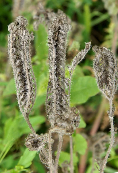 Phacelia Tanacetifolia Akrep Otu Çiçek Açtıktan Sonra Tohum Meyvelerle Beslenir — Stok fotoğraf