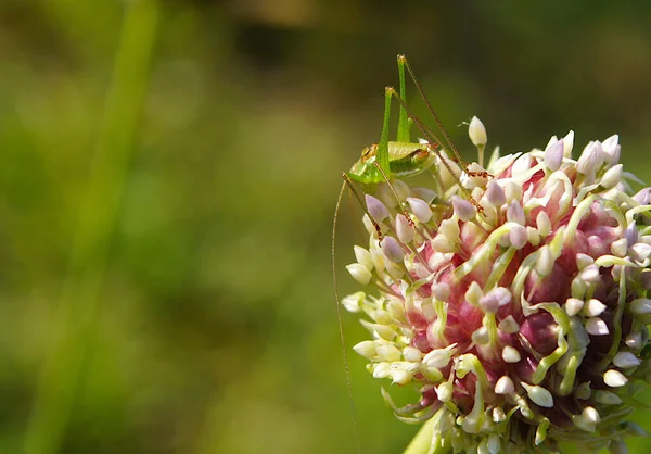 Zelené Kobylky Sedící Česneku Malými Cibulkami — Stock fotografie